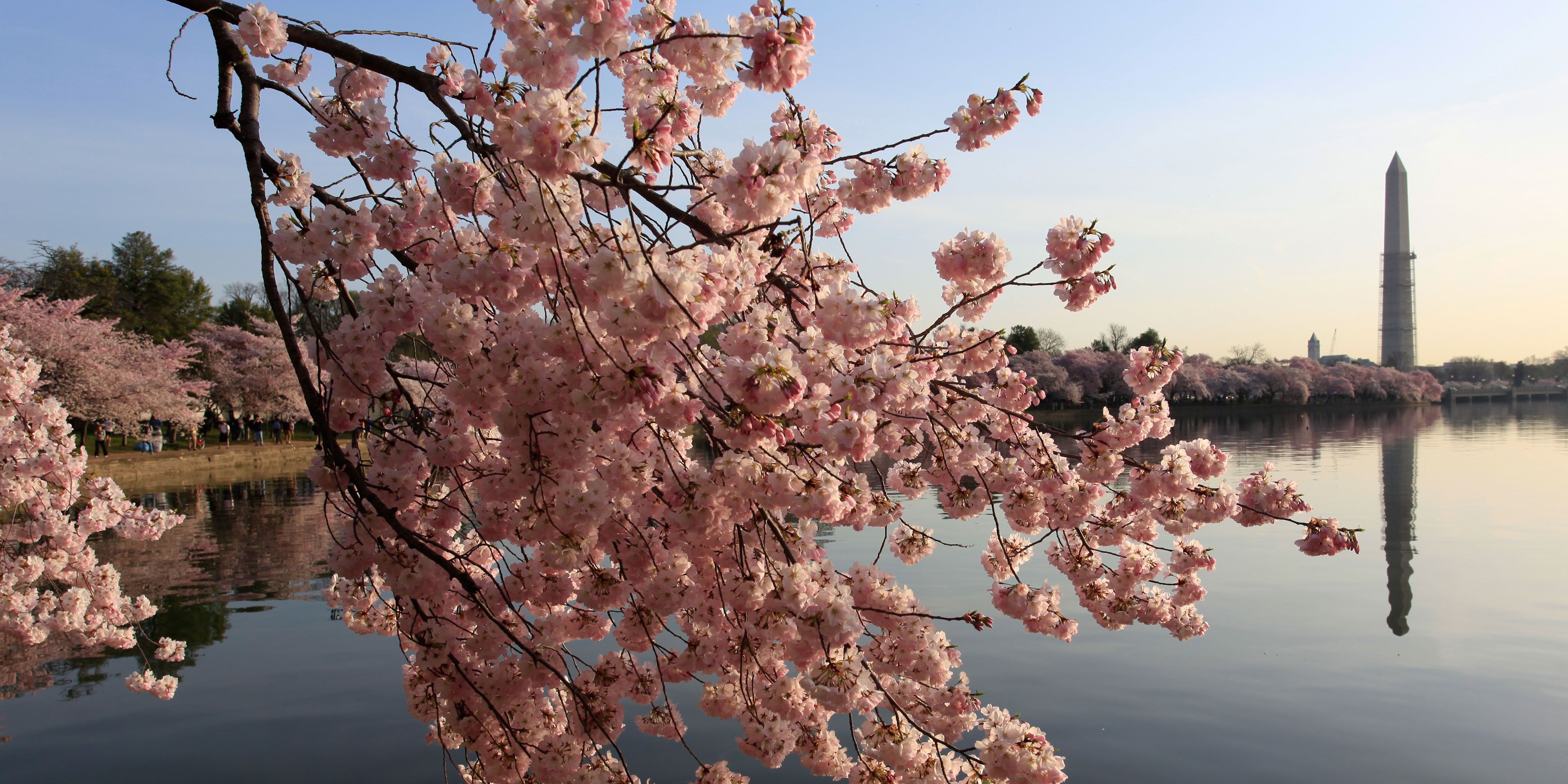 Washington Dc Cherry Blossom Festival 2015 Facts About The Cherry Blossom Festival In Washington Dc