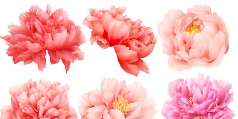 12 Facts About Peonies History Of The Peony Flower Ants Are Attracted To Peonies Because Of The Nectar That Forms On Outside Flower Buds