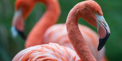Daytime, Flamingo, Green, Greater flamingo, Orange, Bird, Red, Colorfulness, Pink, Water bird, 