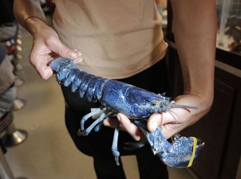 Gregory Rec/Staff Photographer:&#xD;A rare blue lobster is held by waitress Melissa Hamilton at Becky&apos;s Diner on Saturday, October 2, 2010. It is estimated that the chance of catching a blue lobster is about one in two million.