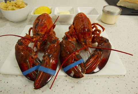 TORONTO, ON - OCTOBER 15:  Using two freshly cooked lobsters, chef Matt Dean Pettit came to Star test kitchen to show how to make his signature lobster roll. 