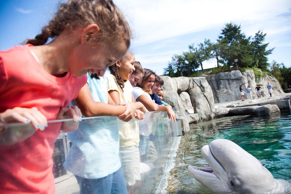 Dolphin, Vacation, Marine mammal, Cetacea, Water, Leisure, Fun, Summer, Common bottlenose dolphin, Tourism, 