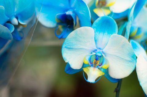 Blue, Petal, Flower, Flowering plant, Botany, Terrestrial plant, Azure, Electric blue, moth orchid, Macro photography, 