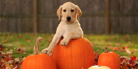 Labrador Retrievers And Pumpkins - Labrador Retrievers In The Autumn