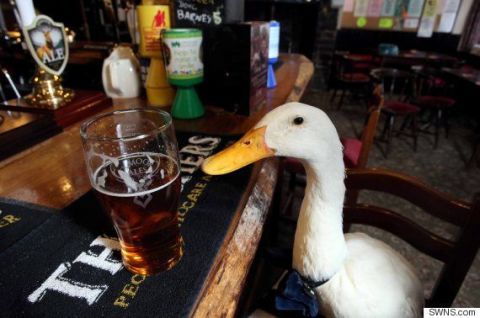 Barware, Alcohol, Drink, Drinkware, Beer glass, Alcoholic beverage, Ducks, geese and swans, Table, Bird, Glass, 
