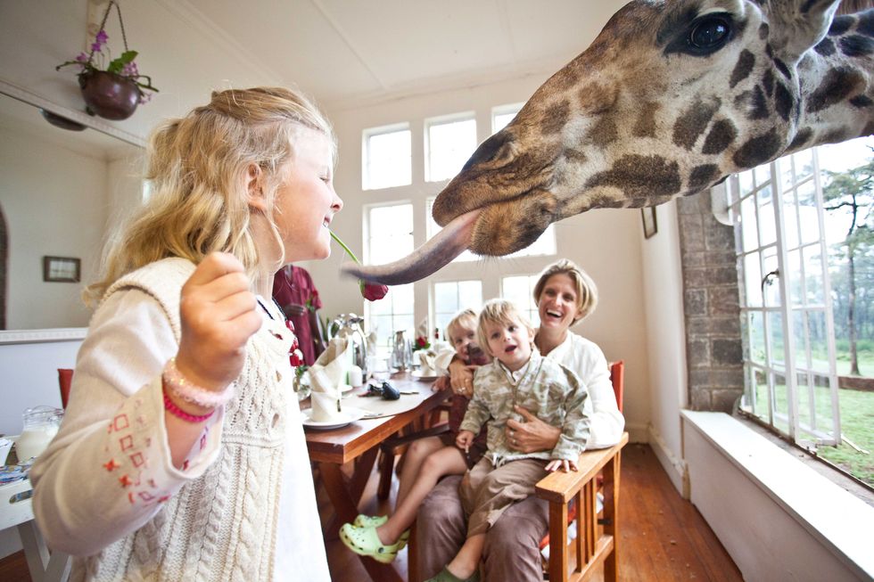 Giraffe, Organism, Giraffidae, Vertebrate, Room, Interior design, Jaw, Adaptation, Table, Terrestrial animal, 