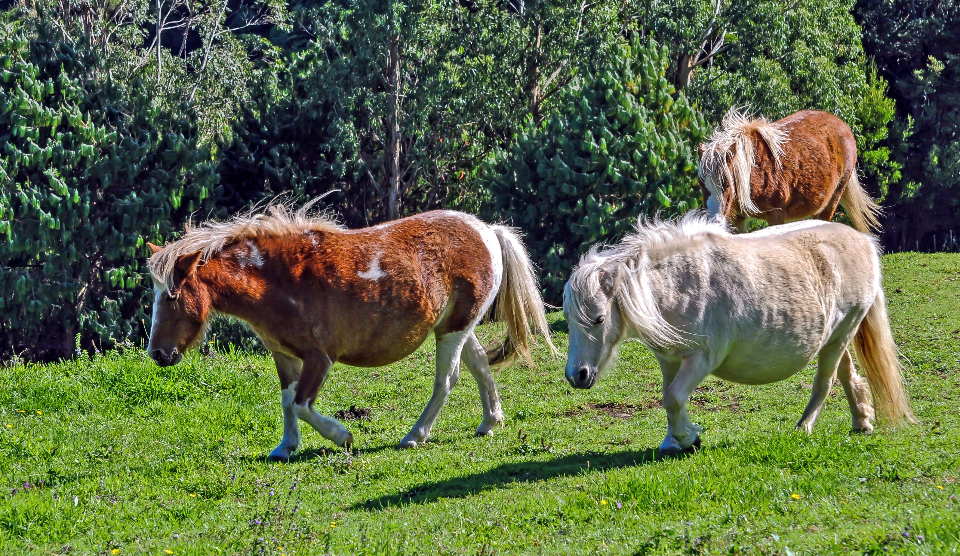 Everything You Need To Know About Mini Horses