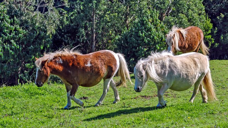 What's the Difference Between a Pony and a Miniature Horse? 