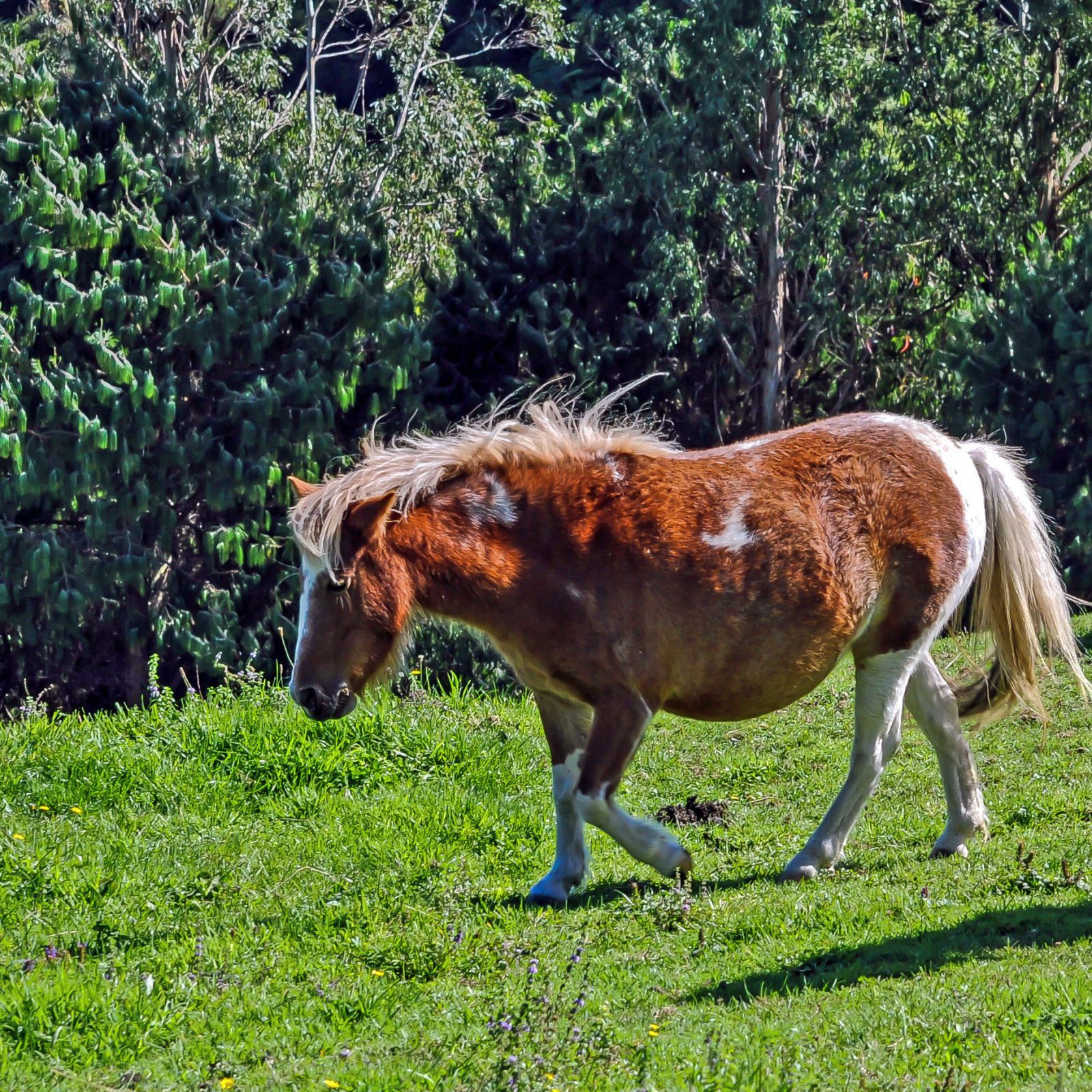 dwarf horses