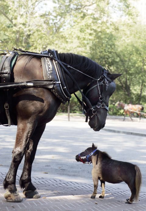 Everything You Need To Know About Mini Horses