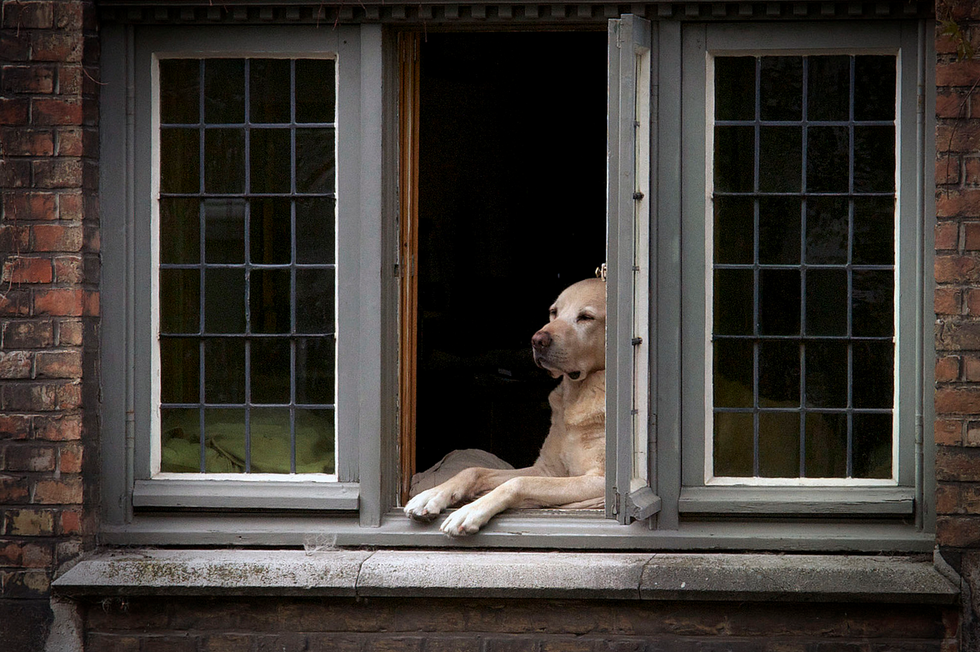 Dog breed, Window, Dog, Carnivore, Brick, Fixture, Brickwork, Sporting Group, Companion dog, Snout, 