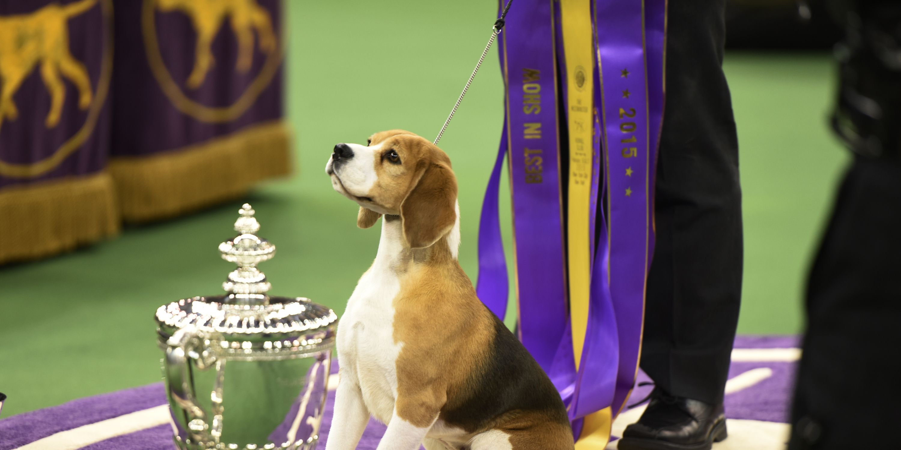 has a weimaraner ever won best in show at westminster