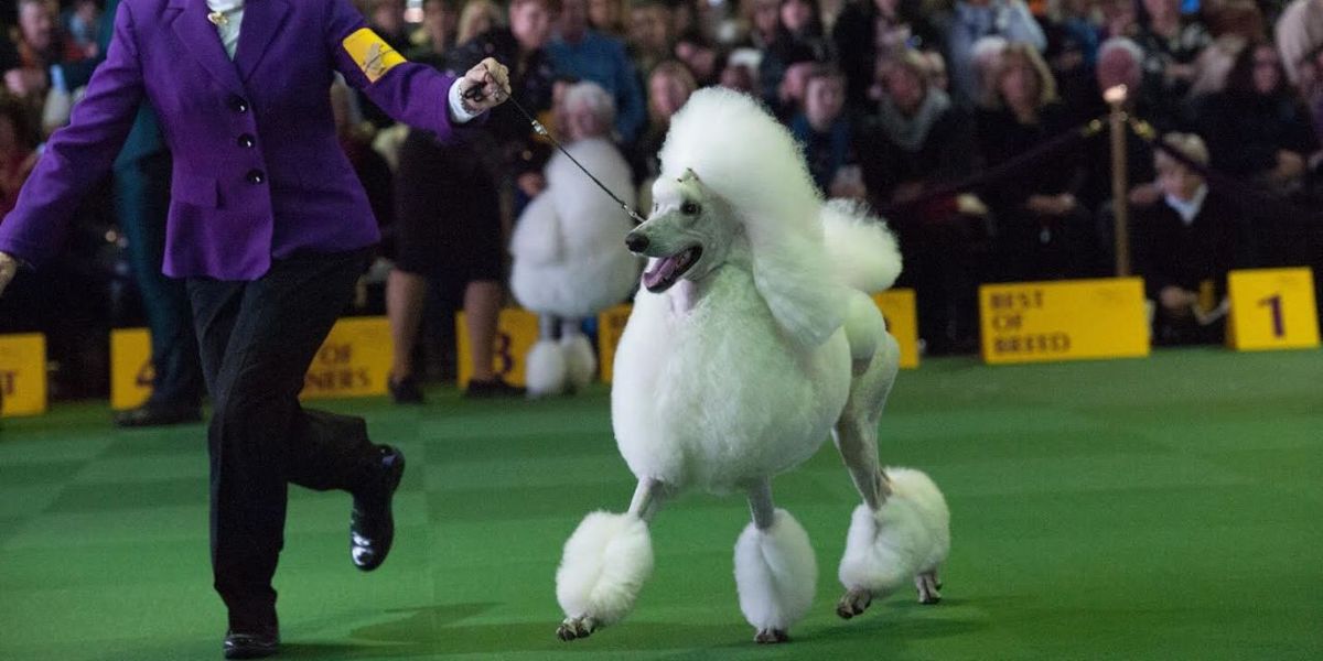 The Best Photos From Night One of the Westminster Dog Show