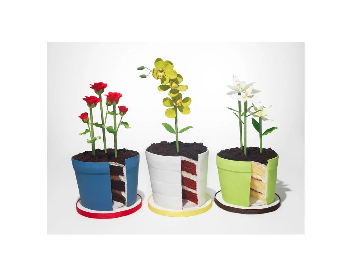Flowerpot, Leaf, Flower, Botany, Flowering plant, Interior design, Petal, Plant stem, Houseplant, Annual plant, 