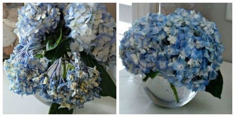 Blue, Petal, Flower, Photograph, White, Purple, Cut flowers, Flowering plant, Floristry, Flower Arranging, 