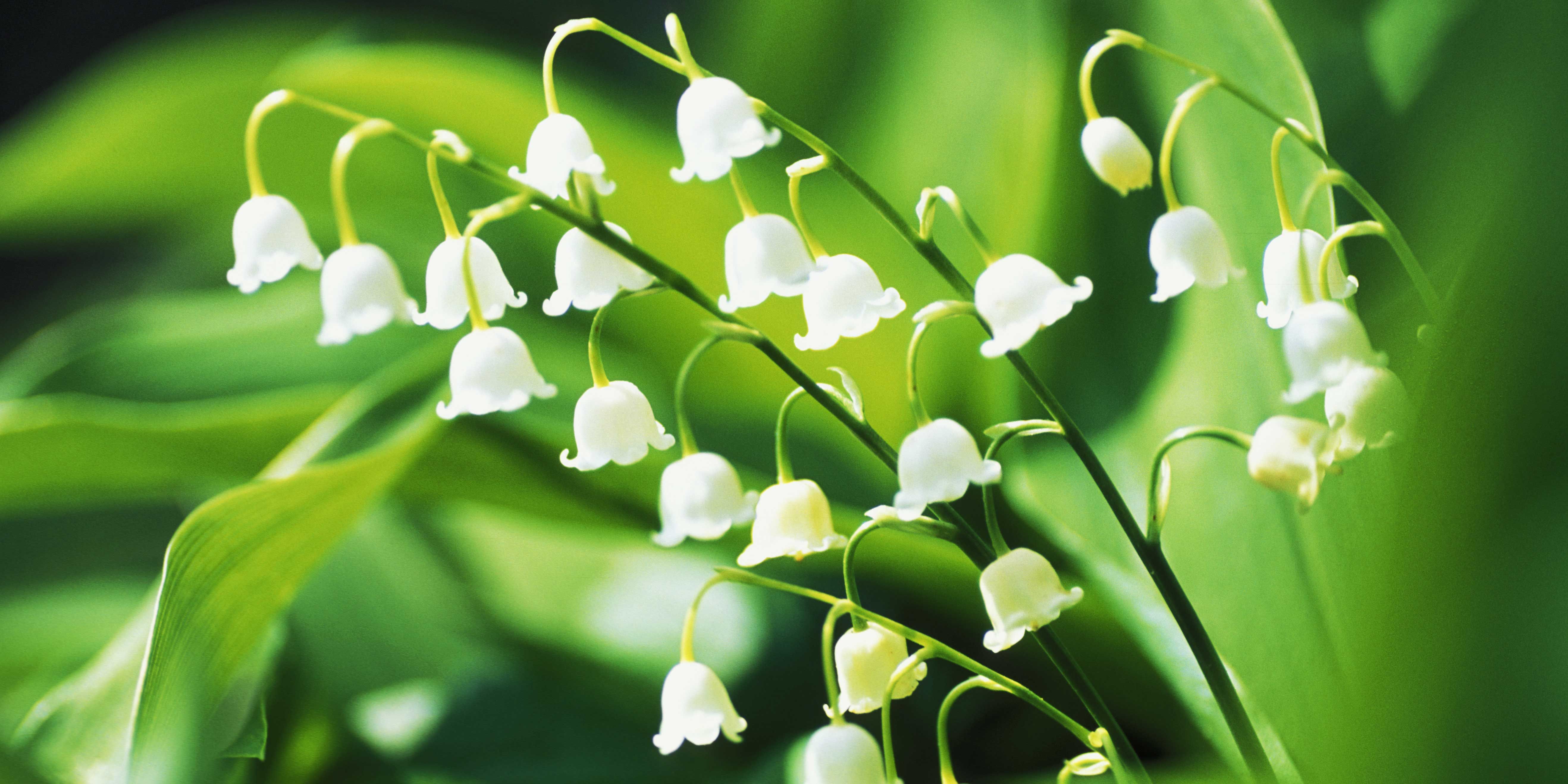 Lily of The Valley l Astounding Fact - Our Breathing Planet