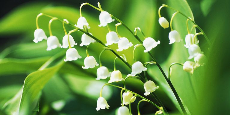 Plant, Flower, Lily of the valley, Botany, Flowering plant, Pedicel, Herbaceous plant, Perennial plant, 