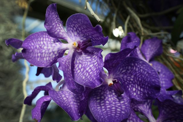 Orchid Facts