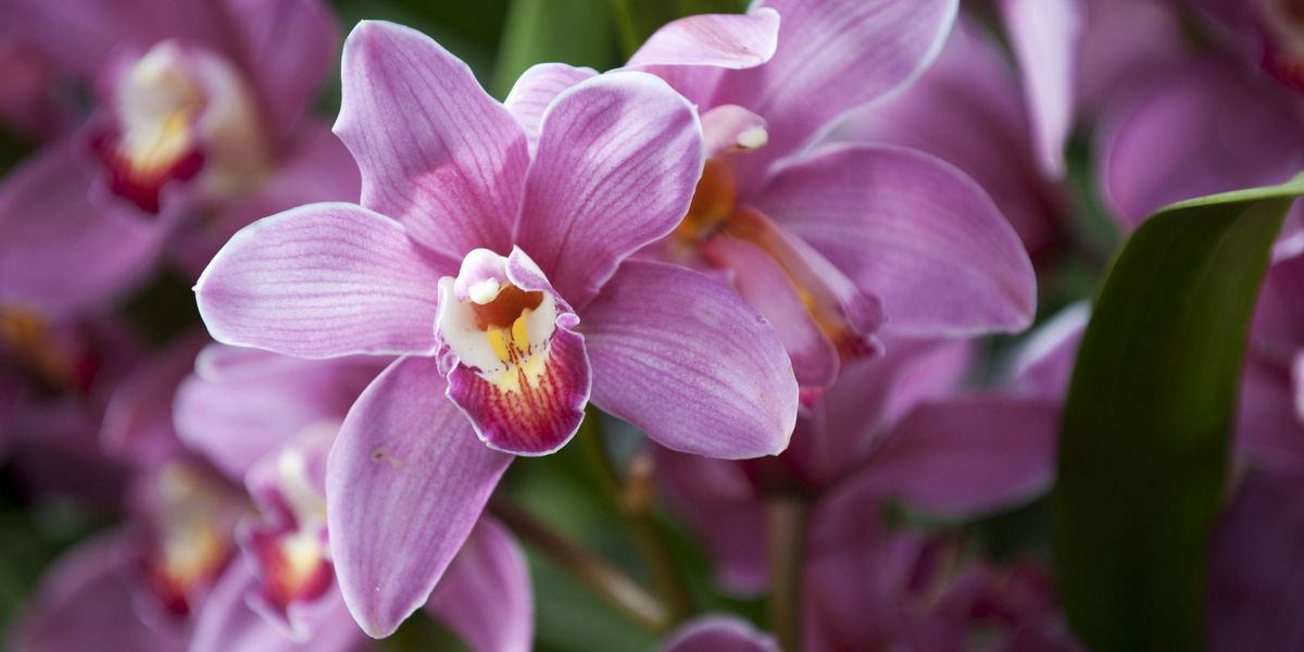 Orchid Facts