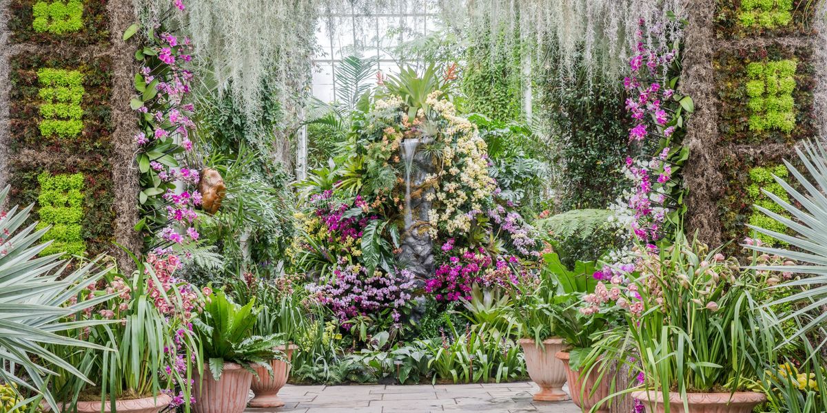 New York Botanical Garden Orchid Show Orchid Facts