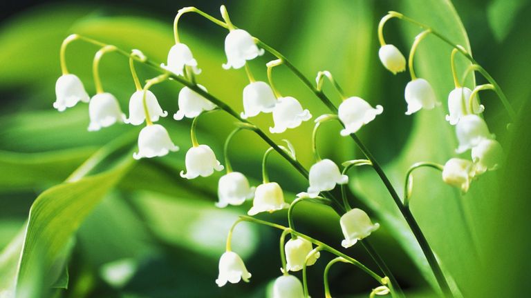 Plant, Flower, Lily of the valley, Botany, Flowering plant, Pedicel, Herbaceous plant, Perennial plant, 