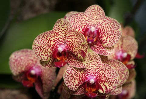 Orchid Facts