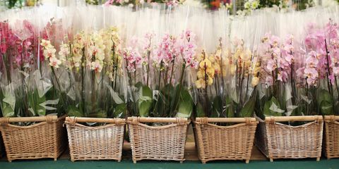 Petal, Flower, Floristry, Pink, Flower Arranging, Flowering plant, Floral design, Spring, Basket, Cut flowers, 