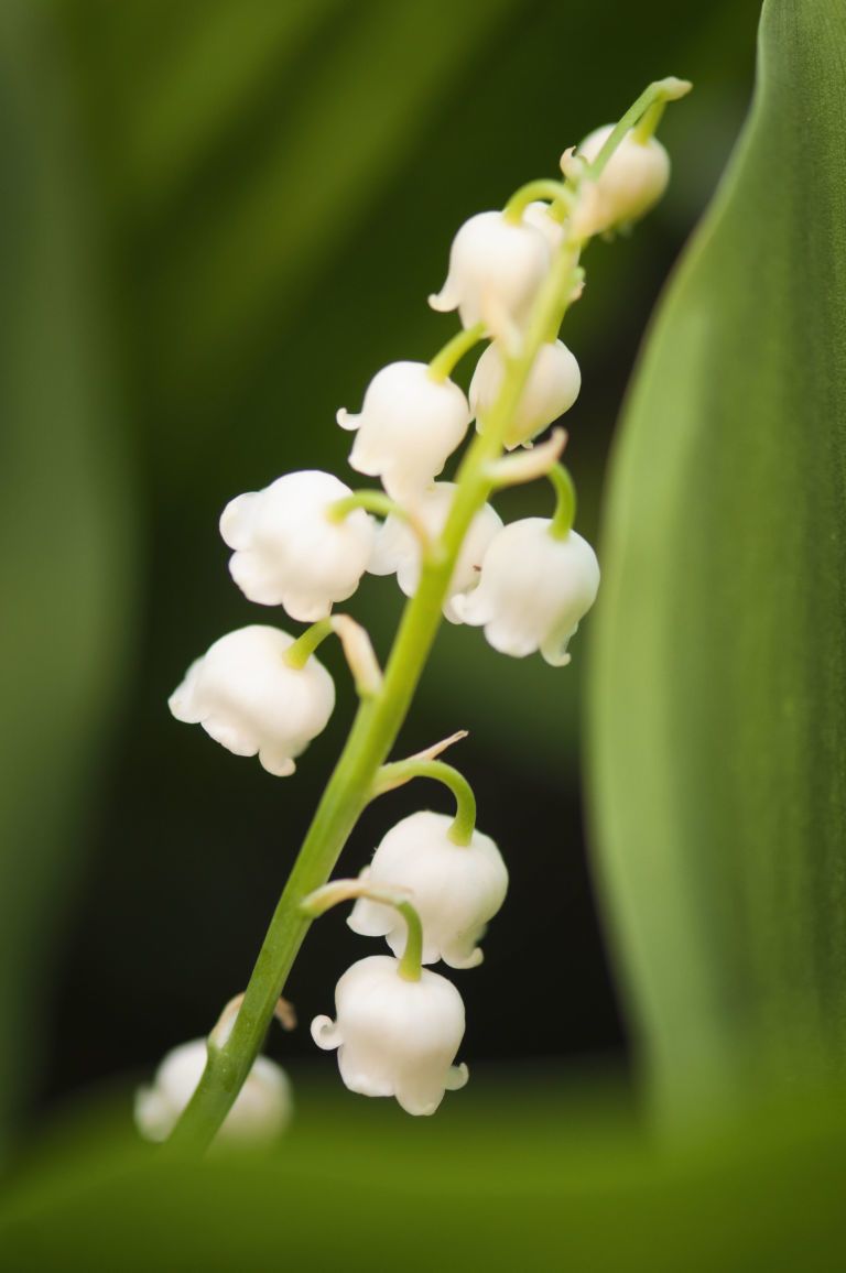 Lily of the valley, Flower, White, Flowering plant, Botany, Terrestrial plant, Macro photography, Herbaceous plant, Pedicel, 