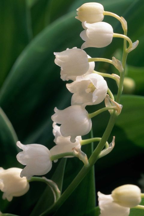 Plant, Flower, White, Petal, Flowering plant, Botany, Lily of the valley, Terrestrial plant, Pedicel, Spring, 