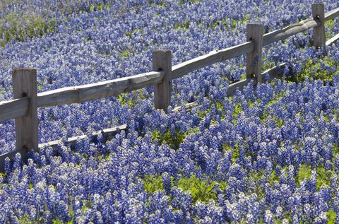 Blue, Plant, Flower, Groundcover, Purple, Majorelle blue, Field, Spring, Lavender, Wildflower, 