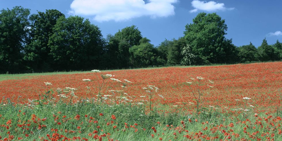 Field, Meadow, Grassland, Natural environment, Crop, Natural landscape, Plant, Agriculture, Coquelicot, Farm, 