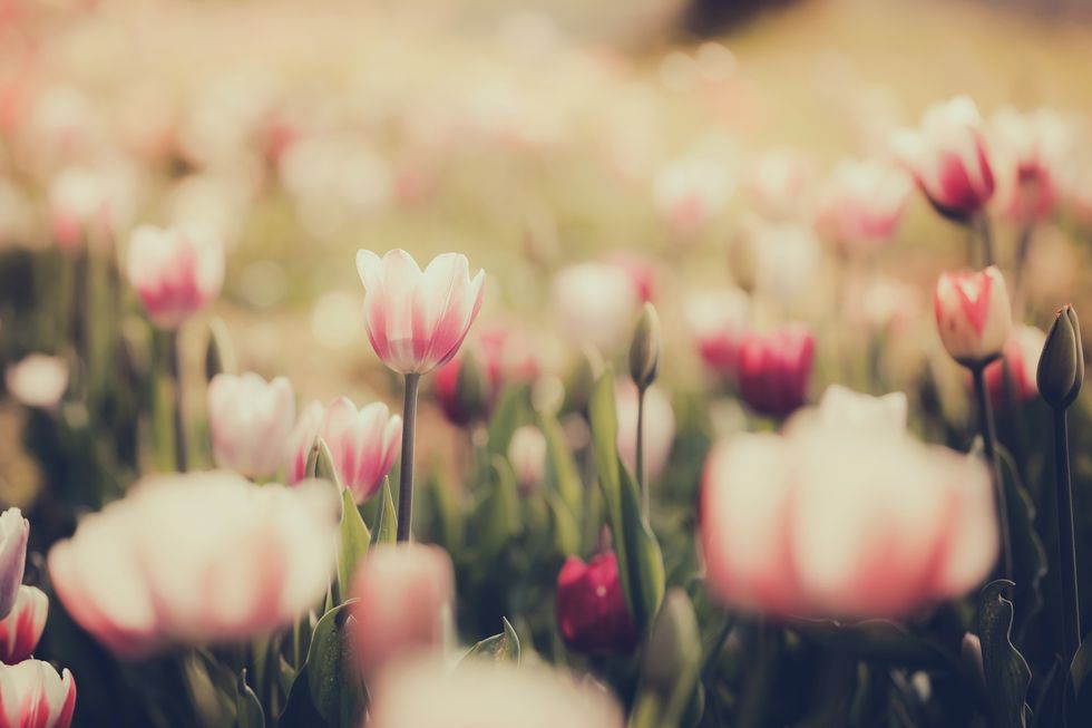 Petal, Flower, Pink, Flowering plant, Botany, Spring, Plant stem, Field, Meadow, Wildflower, 