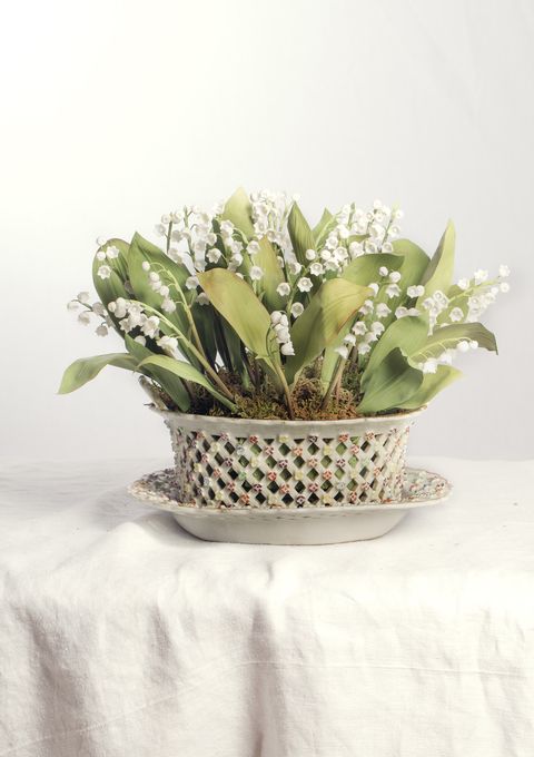 Flowerpot, Tablecloth, Botany, Terrestrial plant, Flowering plant, Linens, Interior design, Home accessories, Still life photography, Houseplant, 