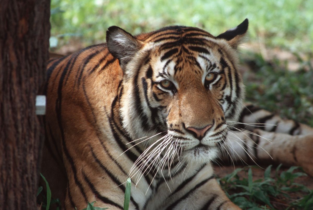 Tiger Cambodia