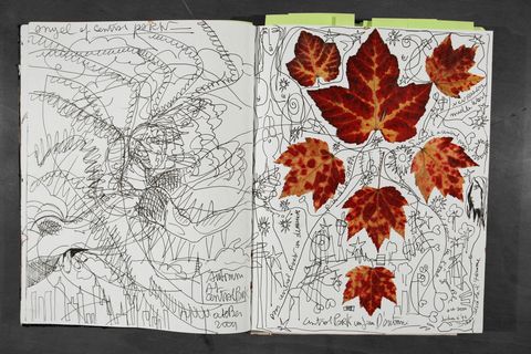 Leaf, Botany, World, Illustration, Symmetry, Map, Paper, Drawing, 