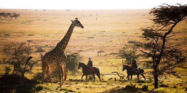 Giraffe, Organism, Natural environment, Giraffidae, Vertebrate, Landscape, Plain, Adaptation, Terrestrial animal, Horse, 