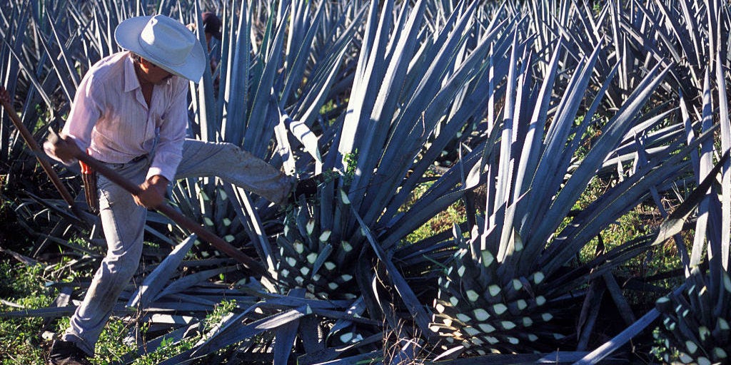 The Plant Used to Make Tequila Could Help Prevent Osteoporosis