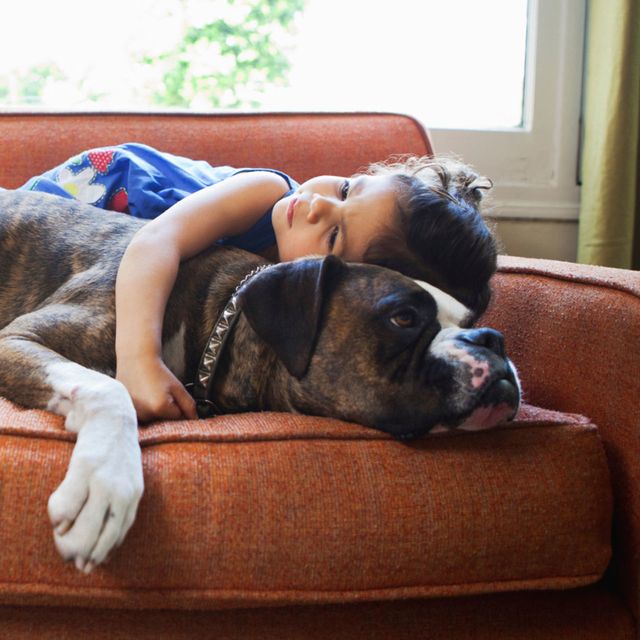 Dog breed, Comfort, Carnivore, Dog, Companion dog, Sleep, Liver, Fawn, Living room, Nap, 