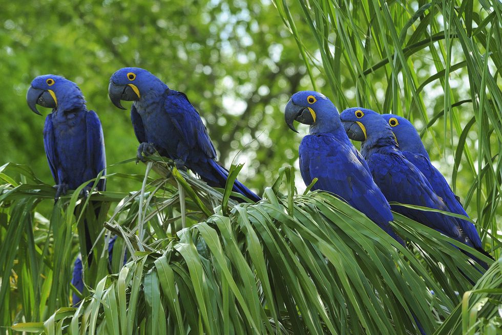 Parrot, Nature, Blue, Natural environment, Organism, Bird, Vertebrate, Beak, Branch, Macaw, 