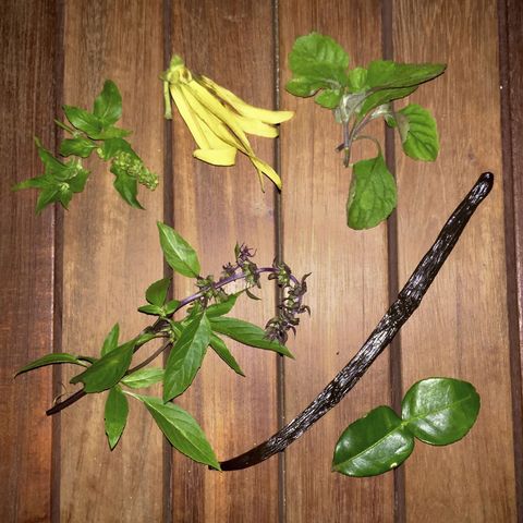 Wood, Leaf, Botany, Twig, Flowering plant, Plant stem, Hardwood, Herbaceous plant, Wood stain, Annual plant, 