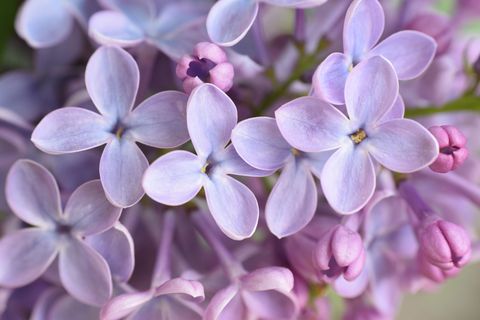Purple, Petal, Organism, Flower, Lavender, Violet, Pink, Flowering plant, Lilac, Spring, 
