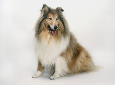 perros más populares, según año nacimiento collie