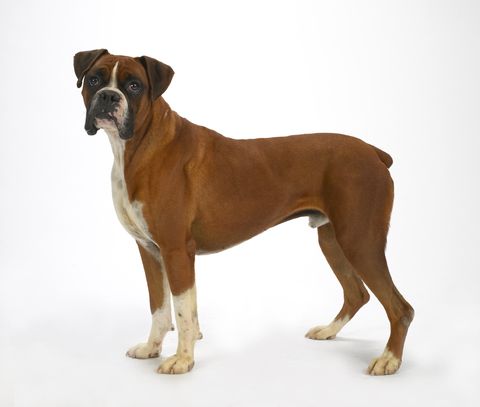Brown, Dog breed, Dog, Carnivore, Fawn, Snout, Tan, Liver, Beige, Boxer, 