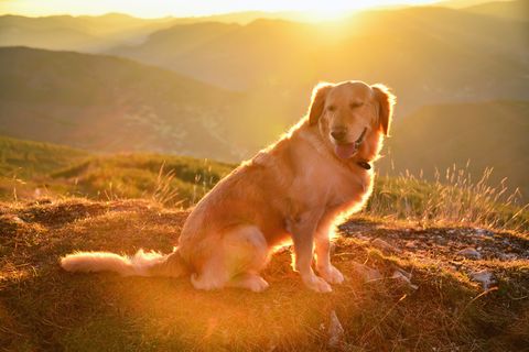 Dog breed, Dog, Sun, Carnivore, Mammal, Sunlight, Retriever, Sunrise, Sporting Group, Labrador retriever, 