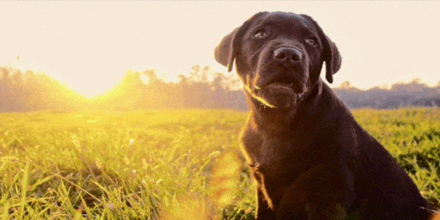 dog breed, yellow, dog, carnivore, sunlight, field, grassland, snout, companion dog, grass family,