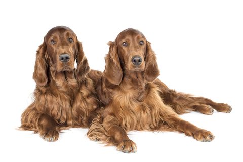 Brown, Dog, Carnivore, Dog breed, Tan, Sporting Group, Liver, Beige, Spaniel, Fawn, 