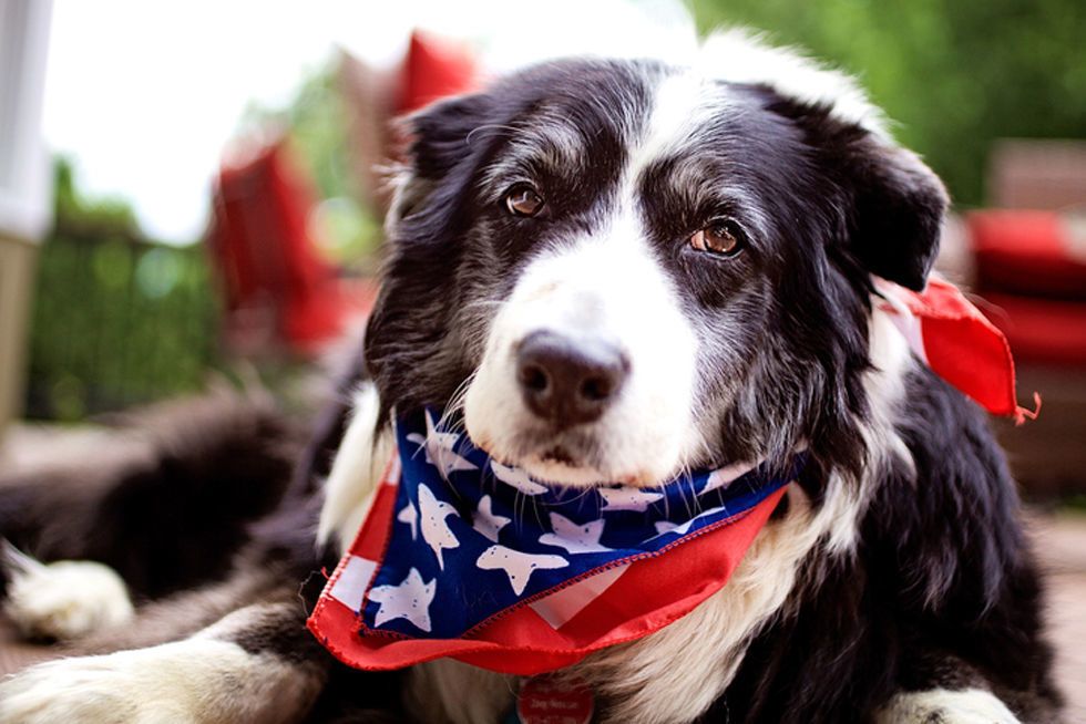 Dog breed, Dog, Carnivore, Snout, Collar, Sporting Group, Border collie, Companion dog, Fur, Working animal, 