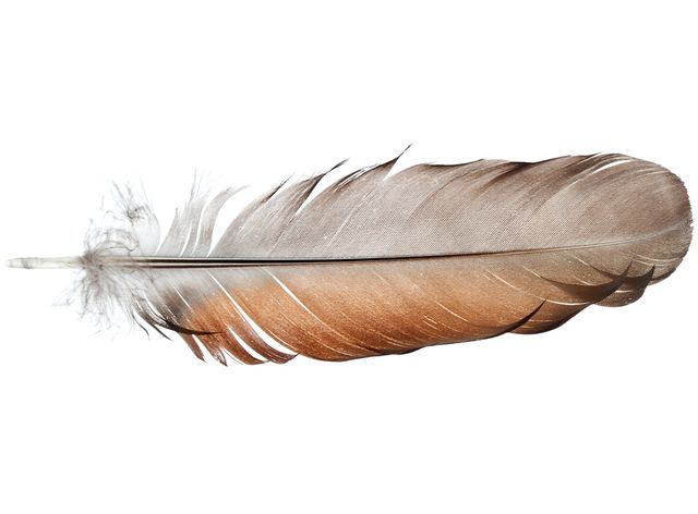 Feather, Beige, Natural material, Silver, Wing, Drawing, Animal product, Painting, 