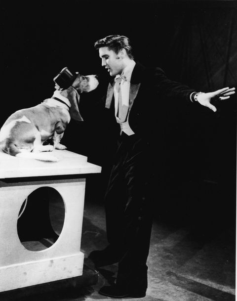 Elvis Presley Sings To a Basset Hound in a Top Hat