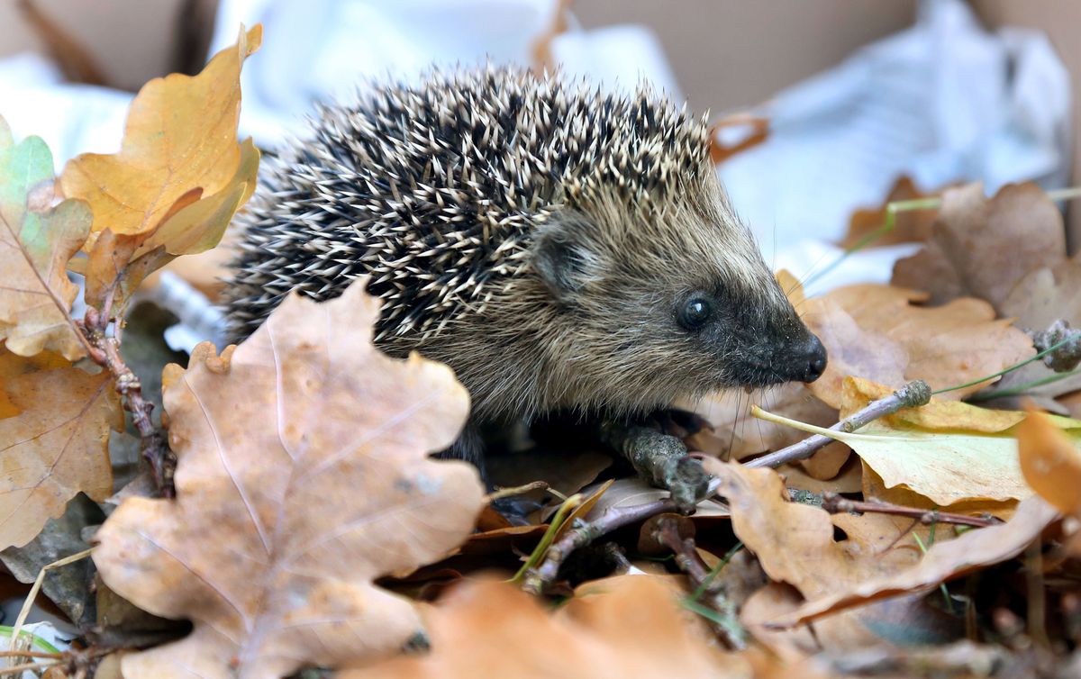 Hedgehog, Erinaceidae, Organism, Leaf, Snout, Adaptation, Domesticated hedgehog, Light, Black, Grey, 